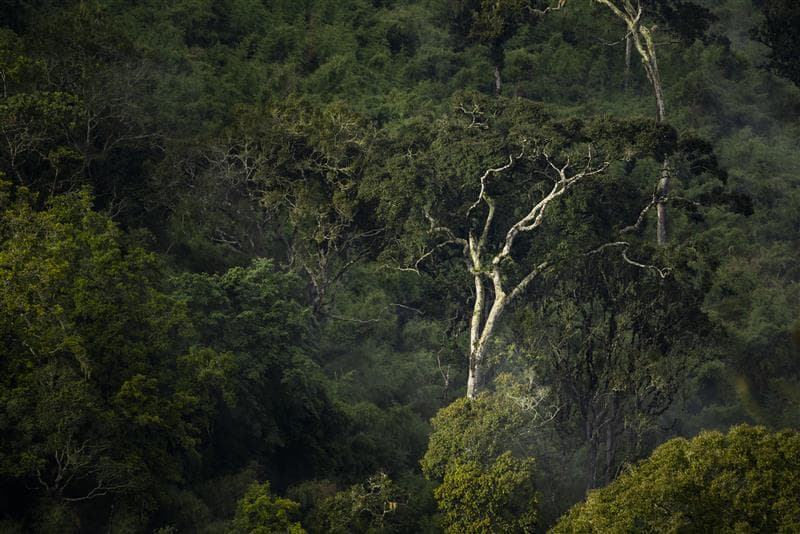 ECOA BURN Manufacturing